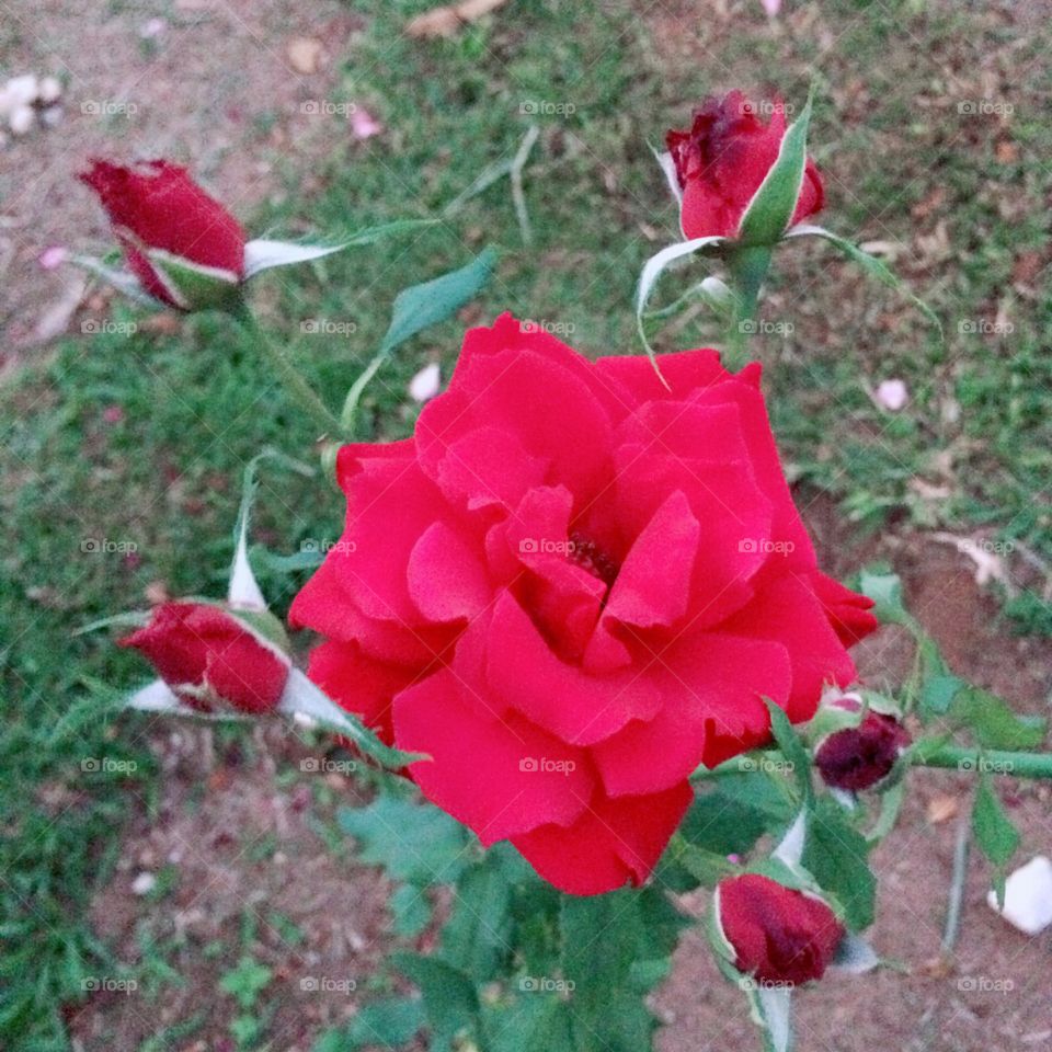 🌹 🇺🇸 Very beautiful flowers to brighten our day.  Live nature and its beauty. Did you like the delicate petals? / 🇧🇷 Flores muito bonitas para alegrar nosso dia. Viva a natureza e sua beleza. Gostaram das pétalas delicadas? 