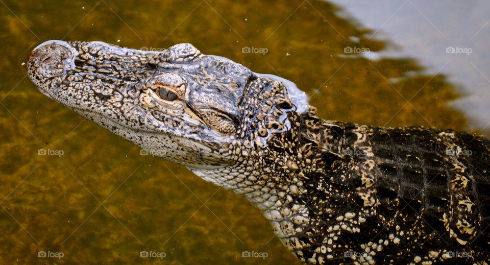 water animal swimming swim by refocusphoto