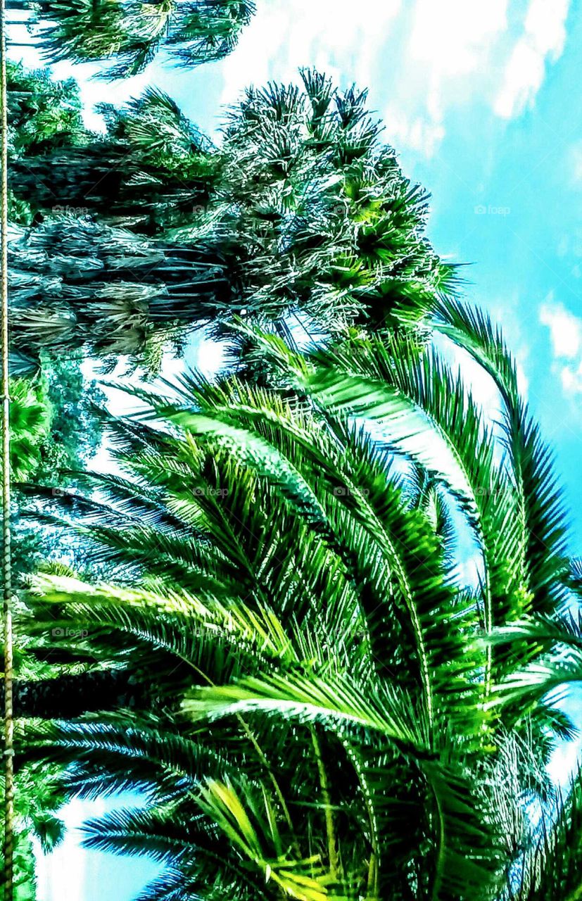 Palms in the Wind  (stylized and rotated)