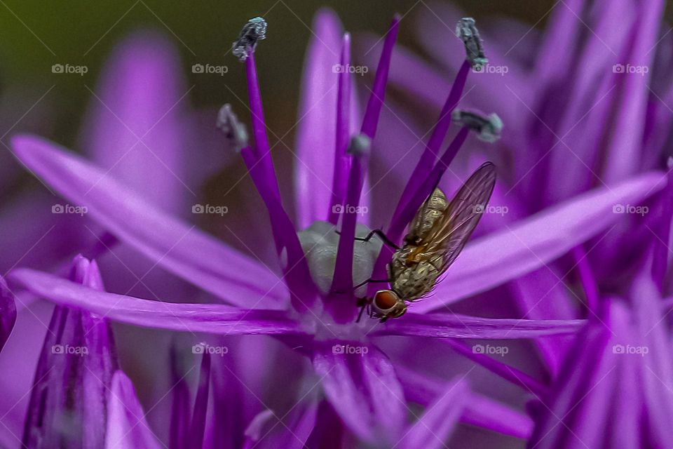 A fly at a purple flower