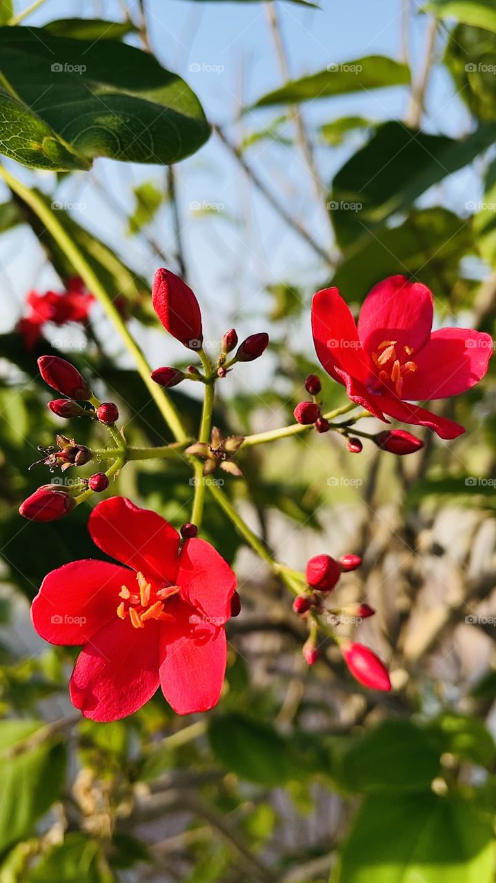 Beautiful red flowers in a summer 