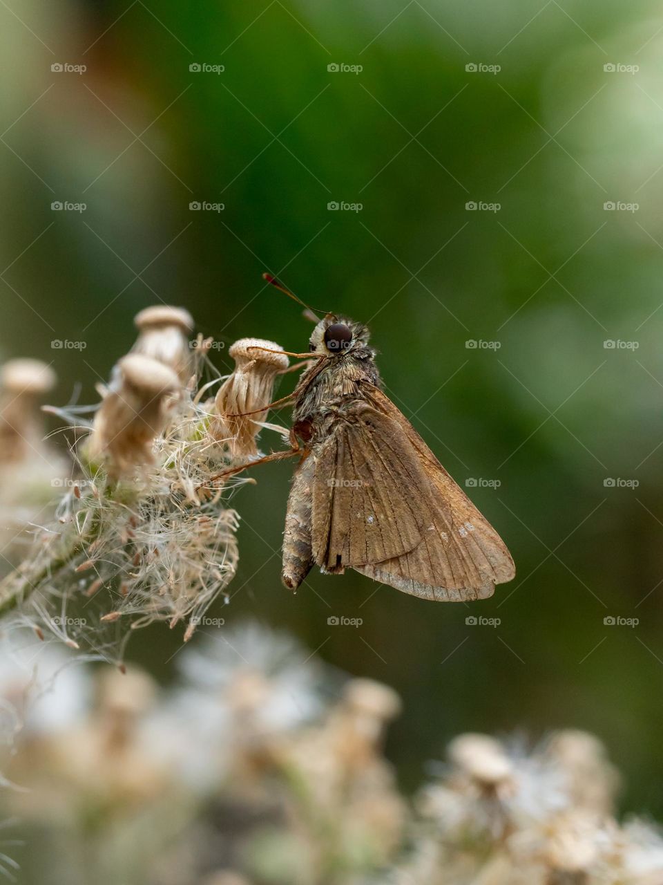 Beautiful Butterfly