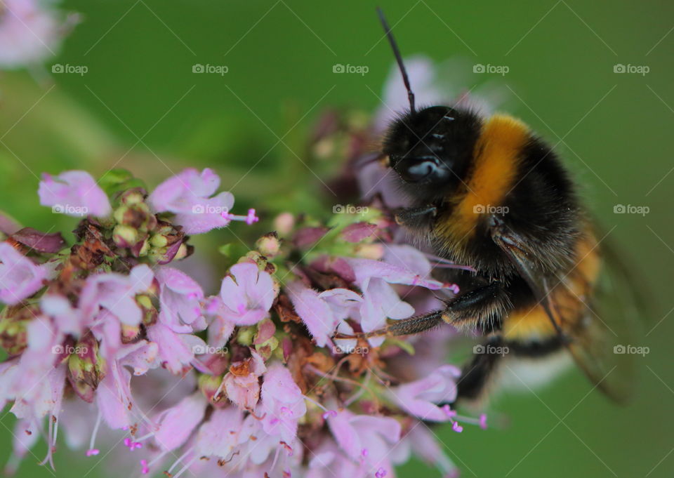 Bee On Flower