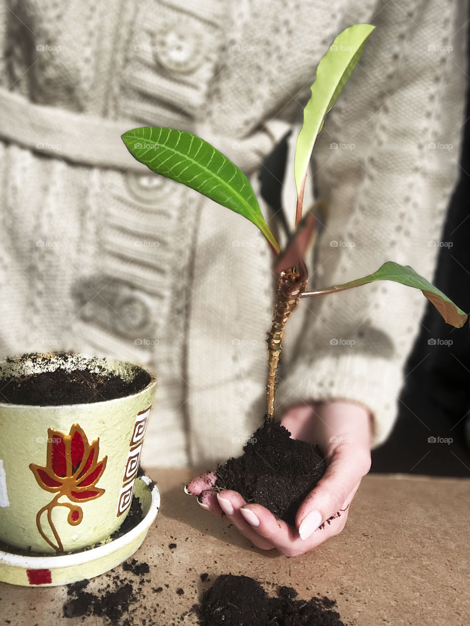 Young woman growing house plant 