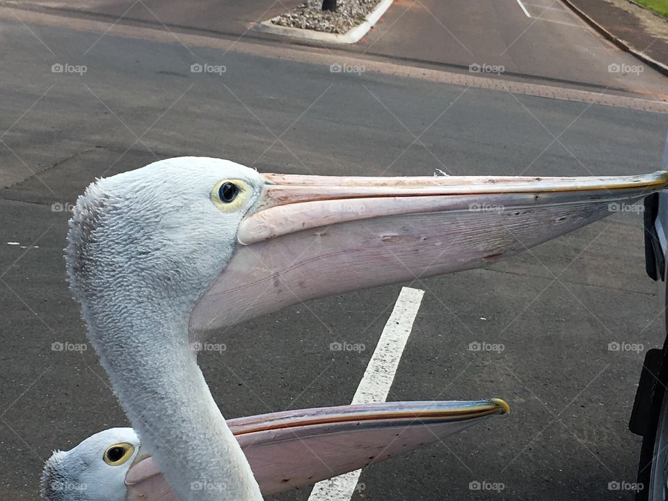 A pair of Pelicans in a parking lot car park begging for food from people in their parked vehicles head shots