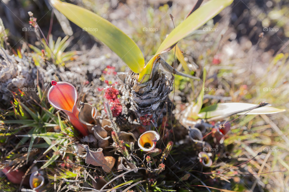 Carnivorous Pitcher Plant, Heliamphora Nutans, Mount Roraima in Canaima National Park in Venezuela.