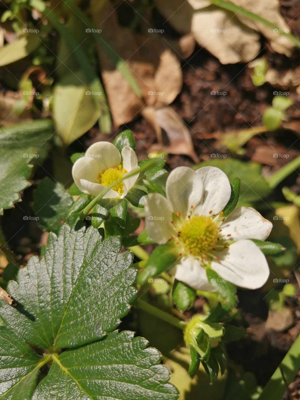 Strawberry petals