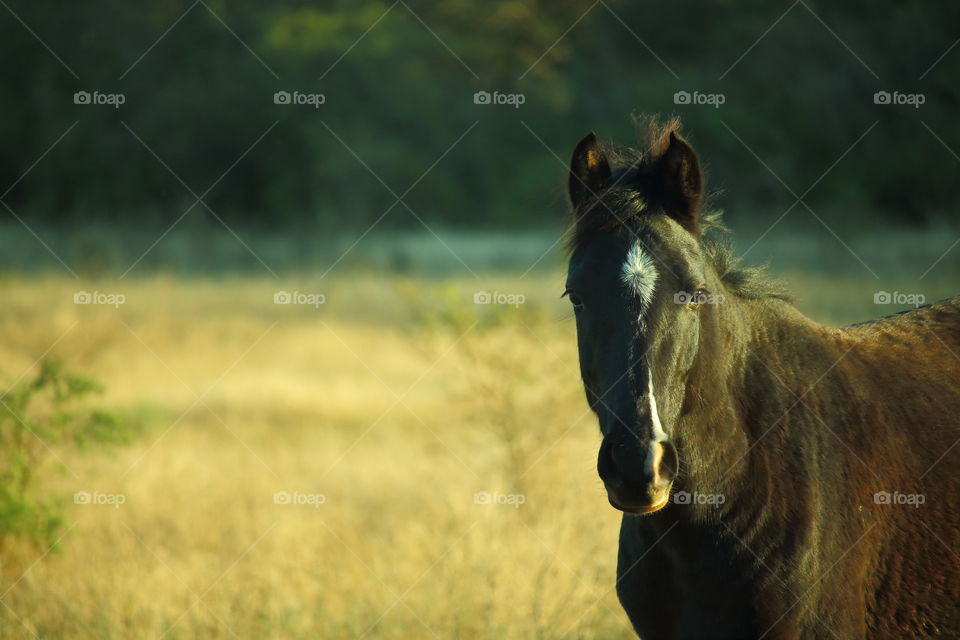 black horse. horse looking intently