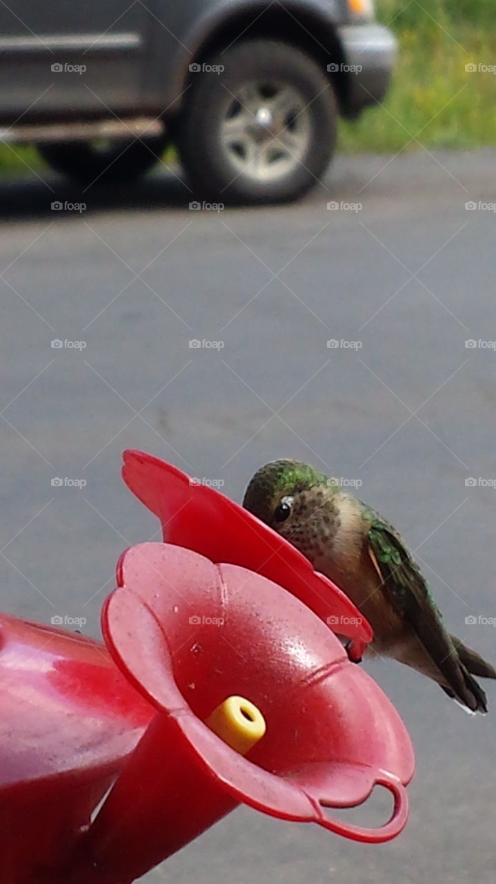 Green Hummingbird