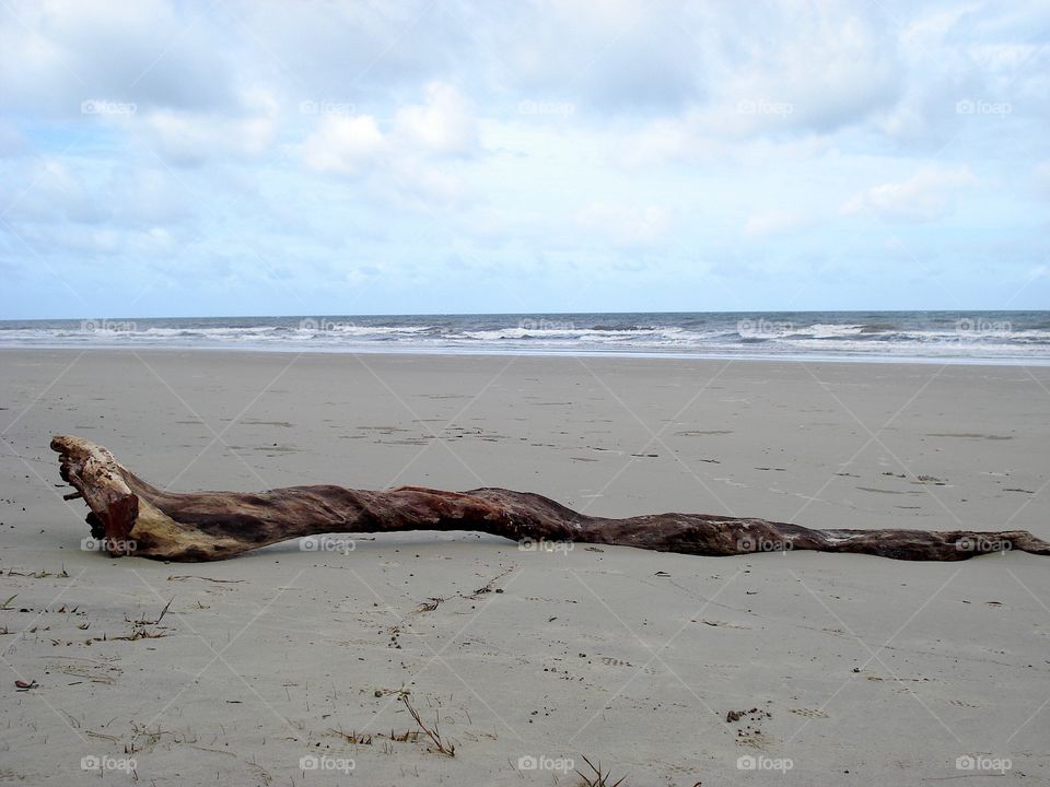 Driftwood 