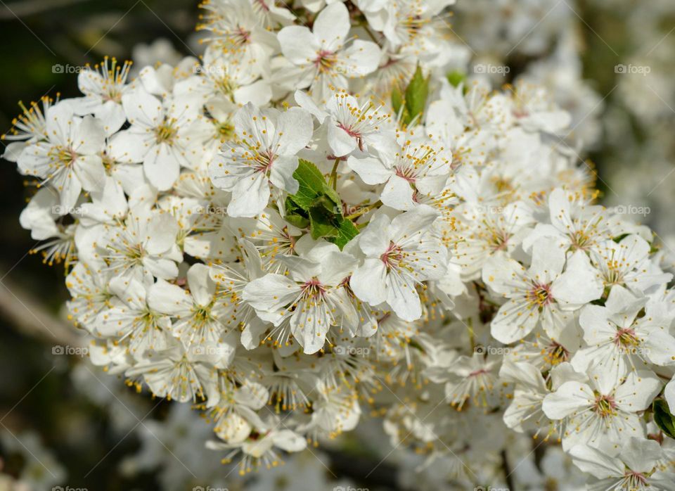 white flowers spring nature