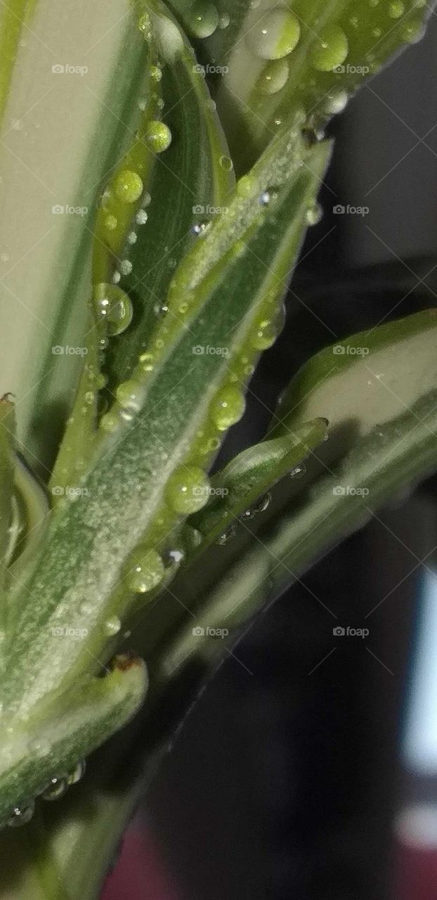 Plant#nature#drops#water