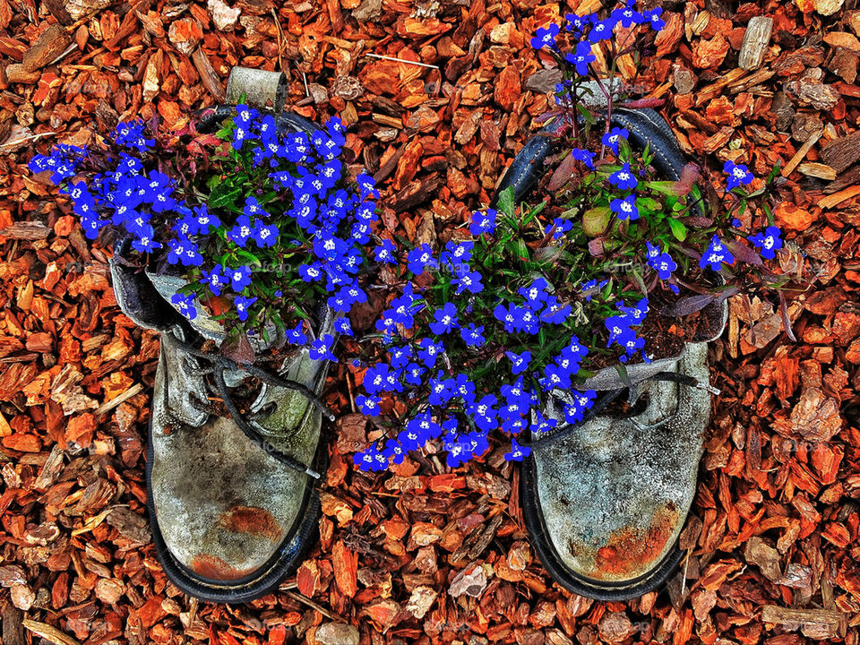 Spring flowers growing out of repurposed boots