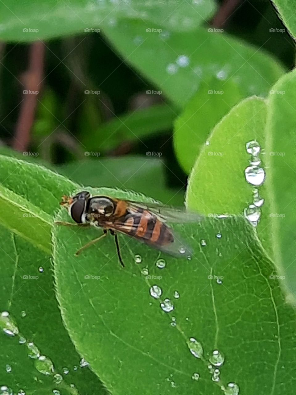 morning rest of a bee on green leaves with dew