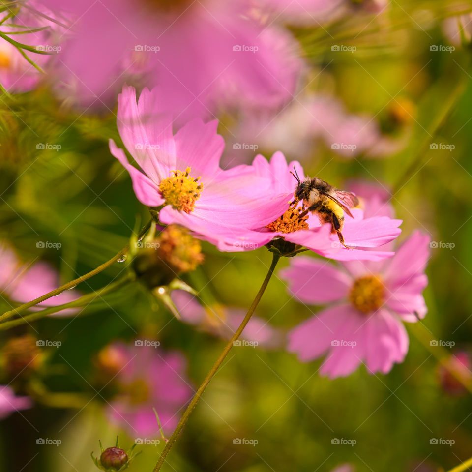 Foraging in progress, honeybee enjoying nectar from flowers.