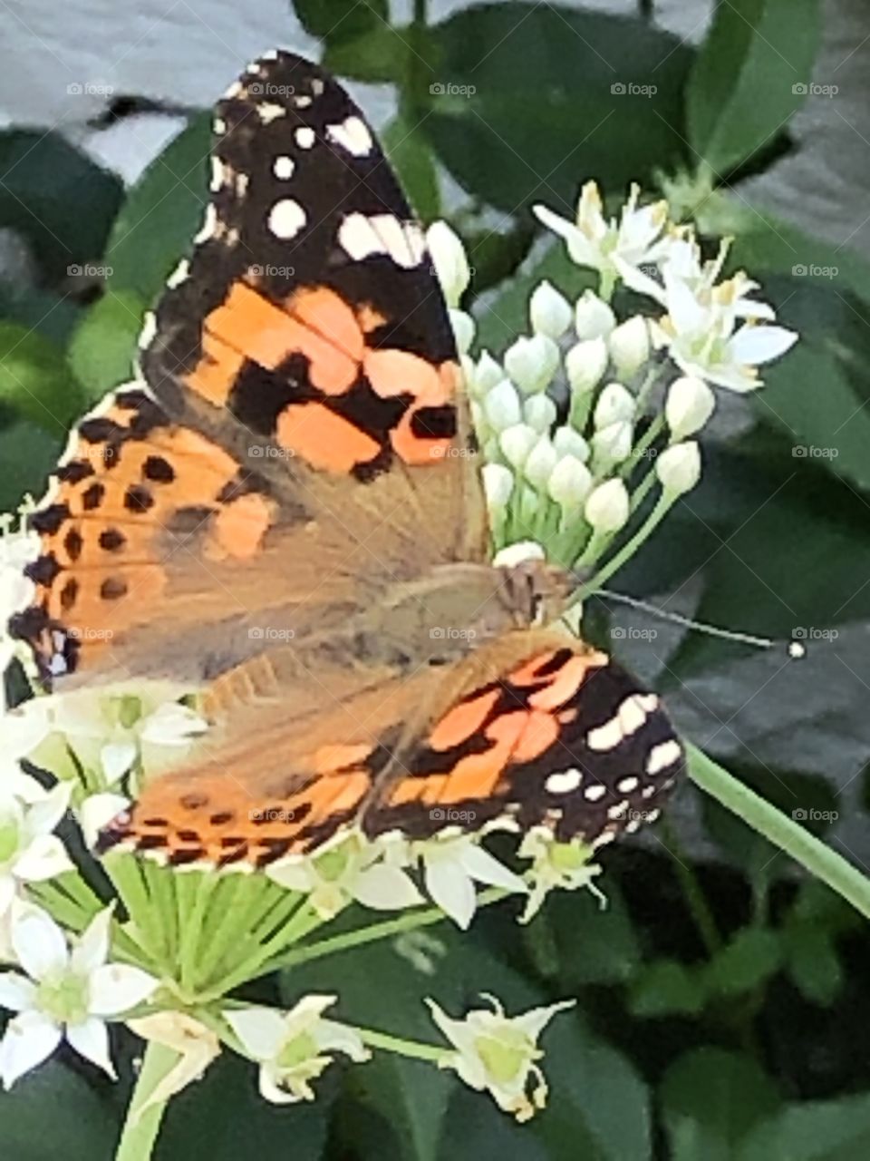 Butterfly lovliness