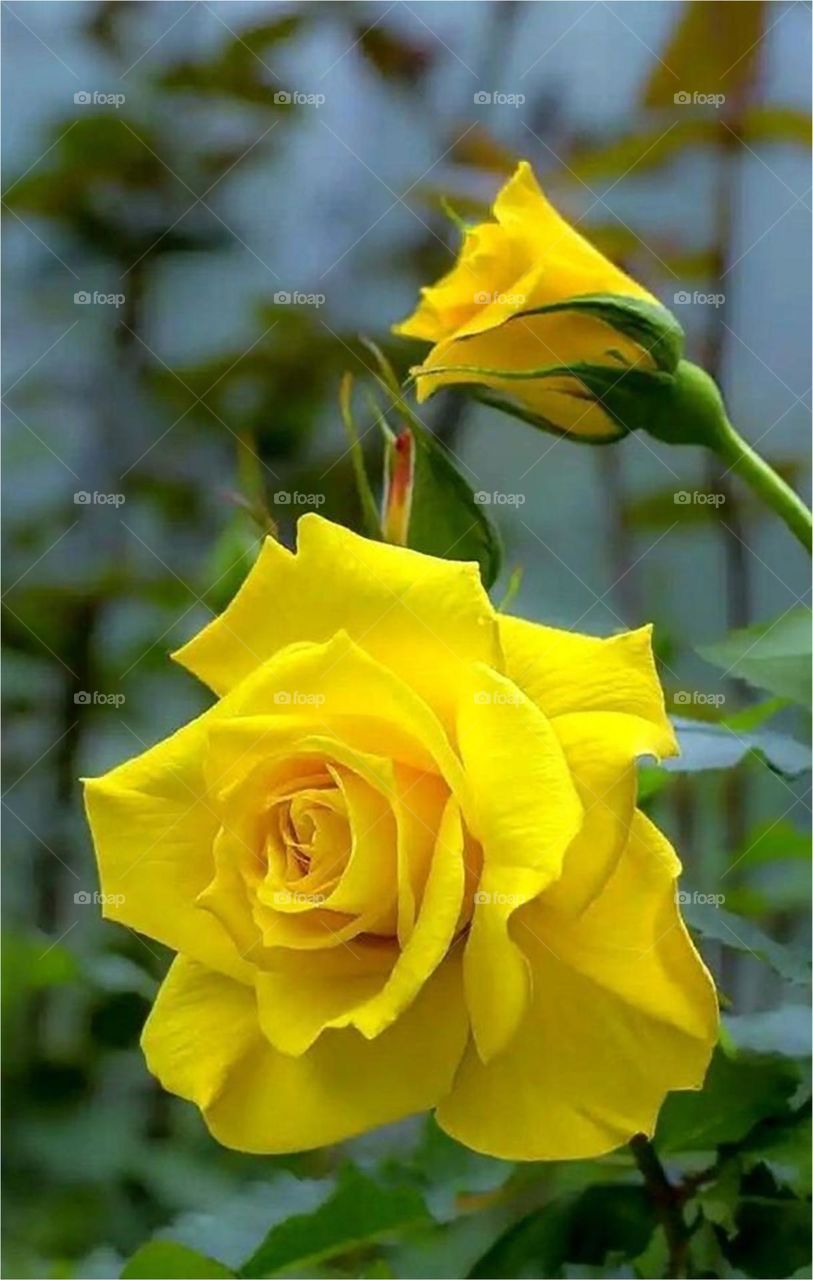 Beautiful flowers in bloom