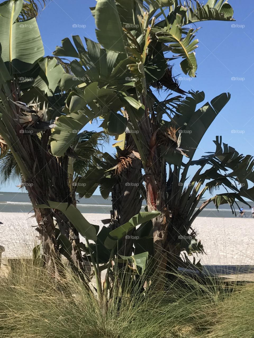 Banana palm on the beach