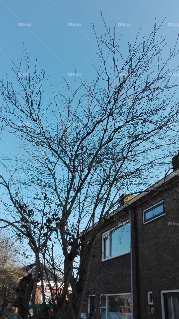 New beginnen of Spring. Birds in trees.