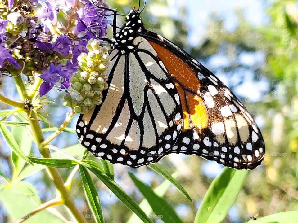 The endangered monarch butterfly feeding on purple Chaste tree flowers.