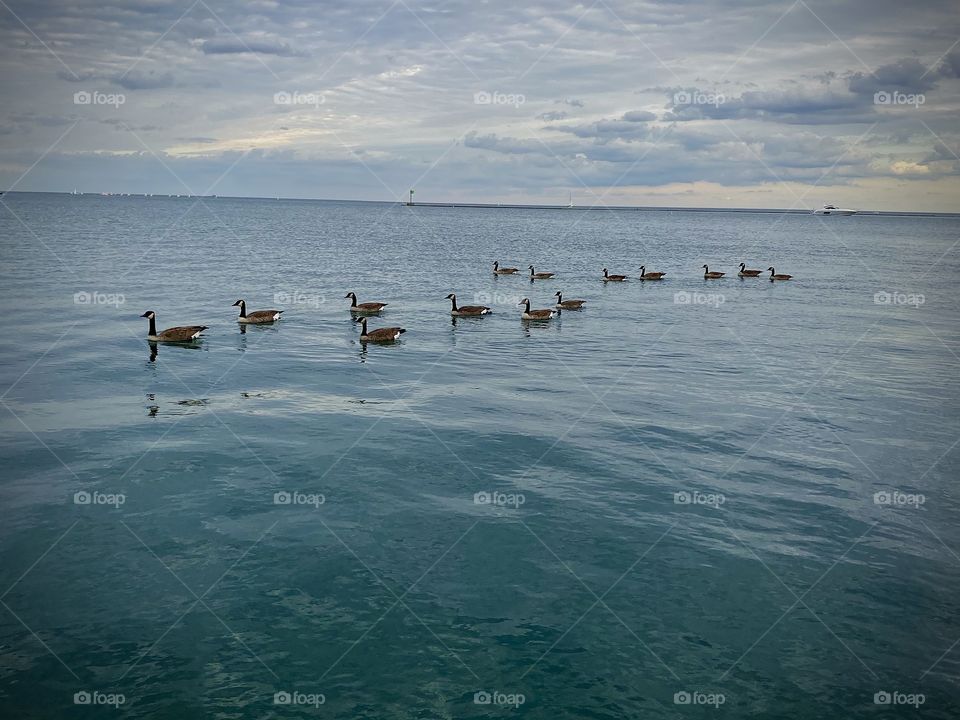 Geese on Lake Michigan 