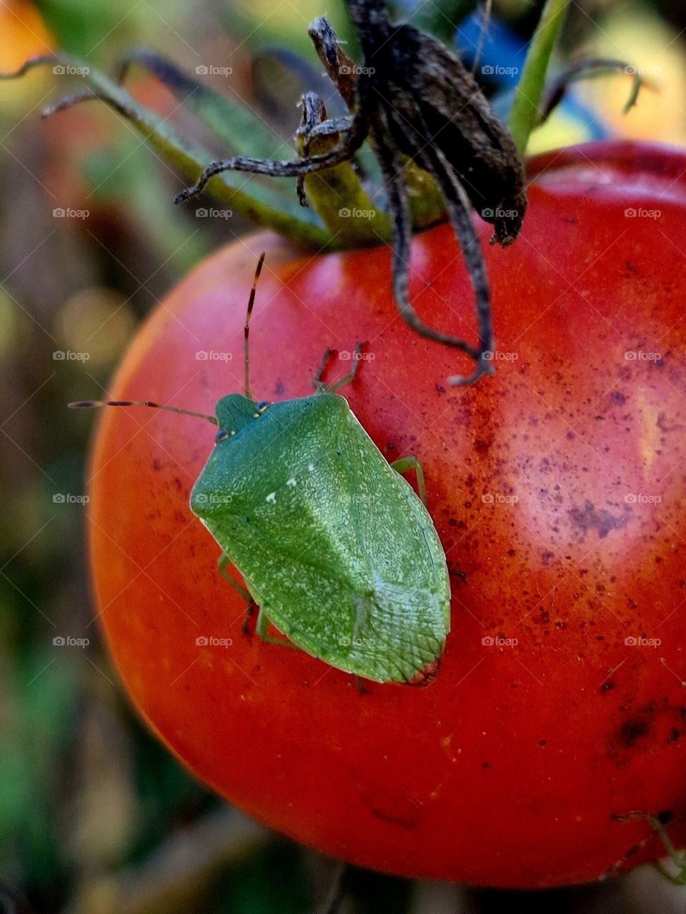 green insect on red