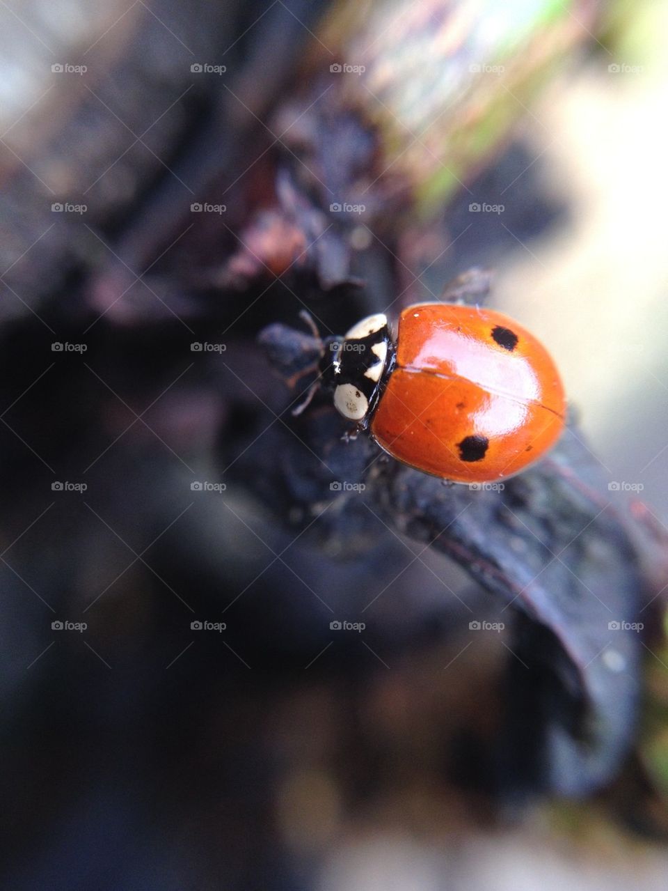 Ladybug