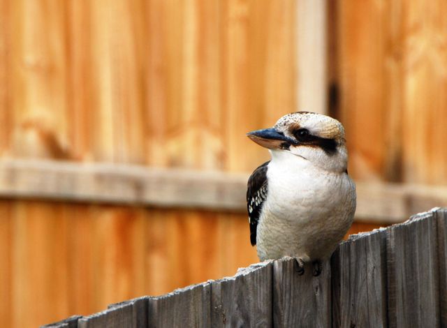 Bird watching
