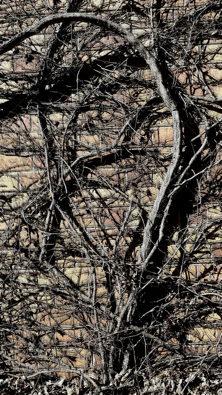 Dried vine structure. Dried vine structure against brick wall.