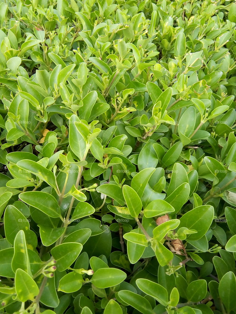 beautiful plants in a garden