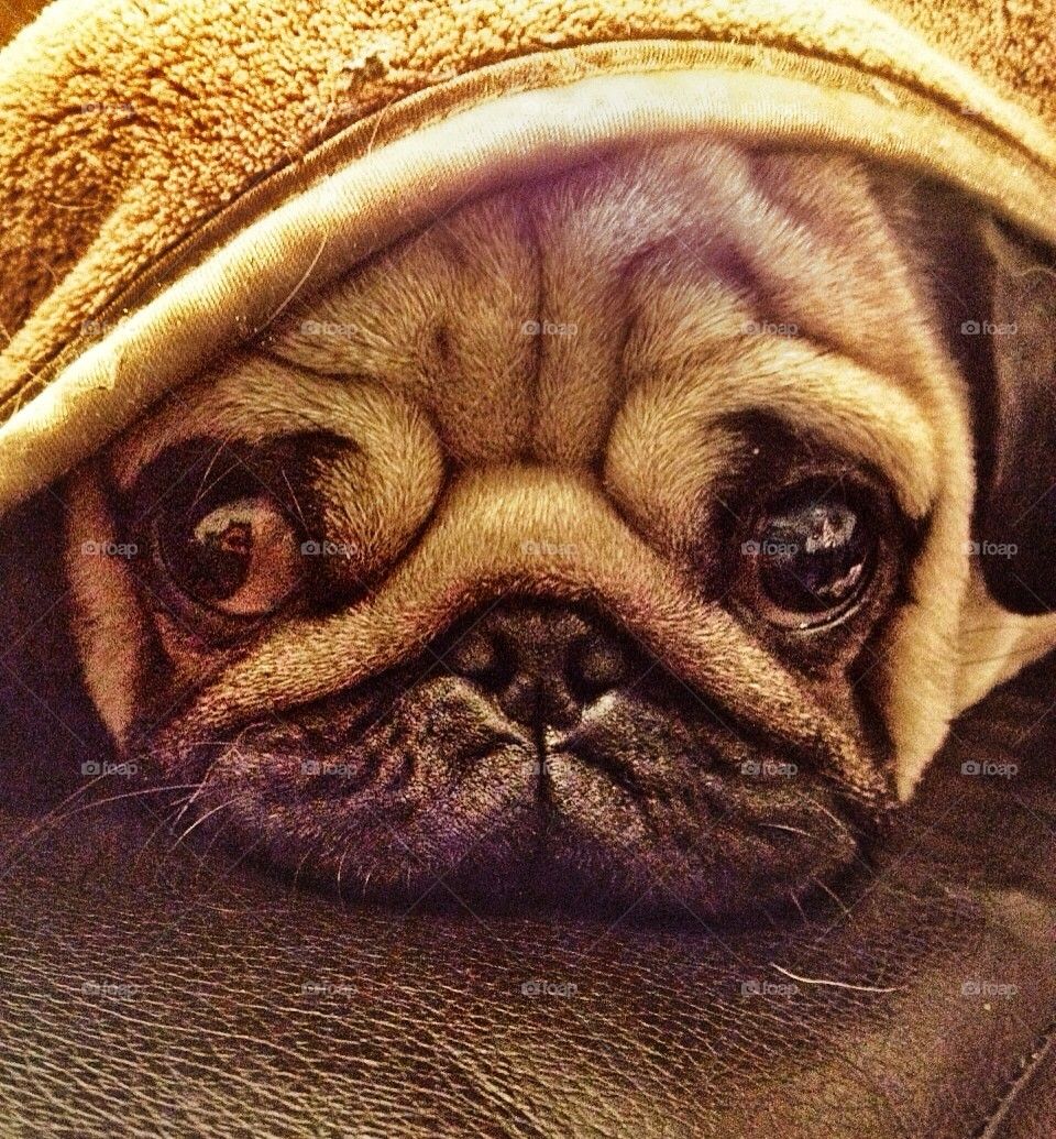 scaredy pug