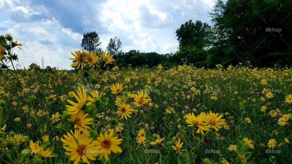 Wildflowers Everywhere