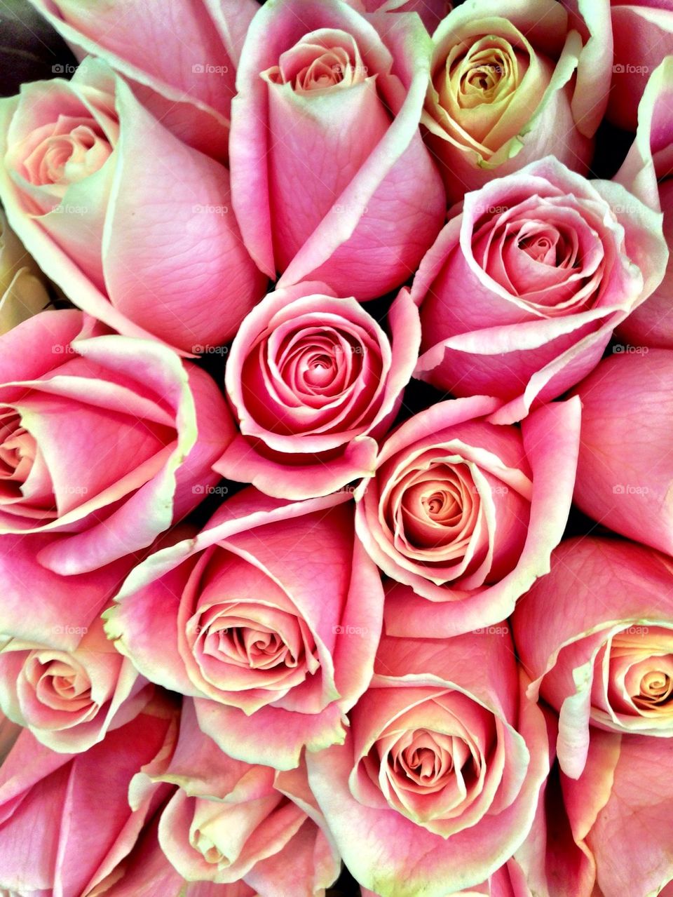 Bunch of pink roses