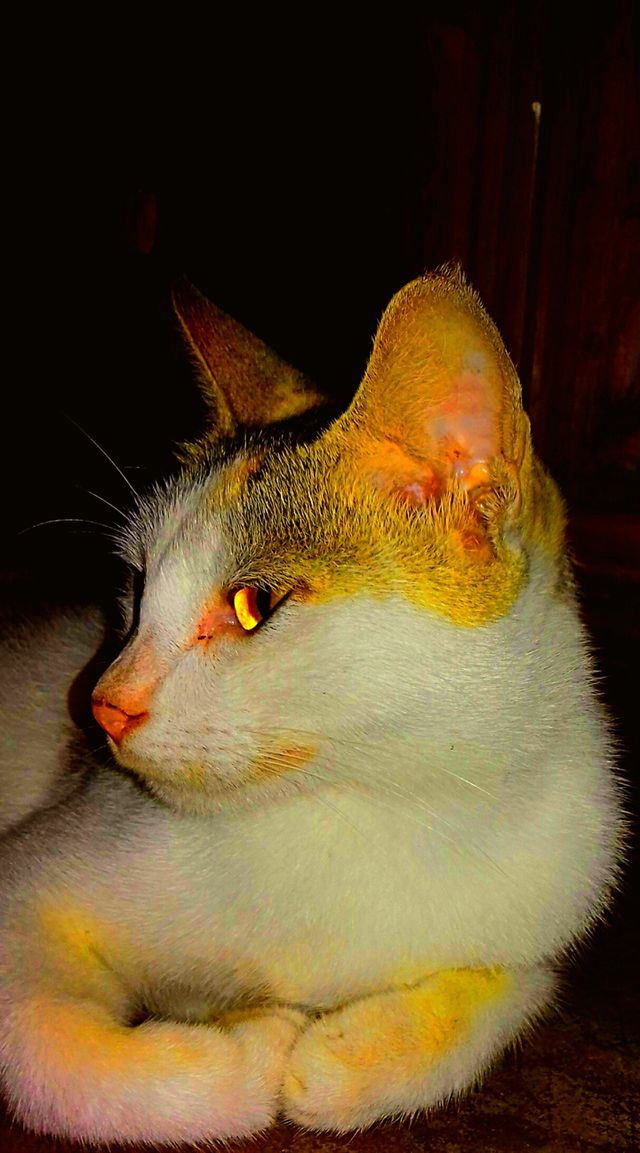close shot cat face