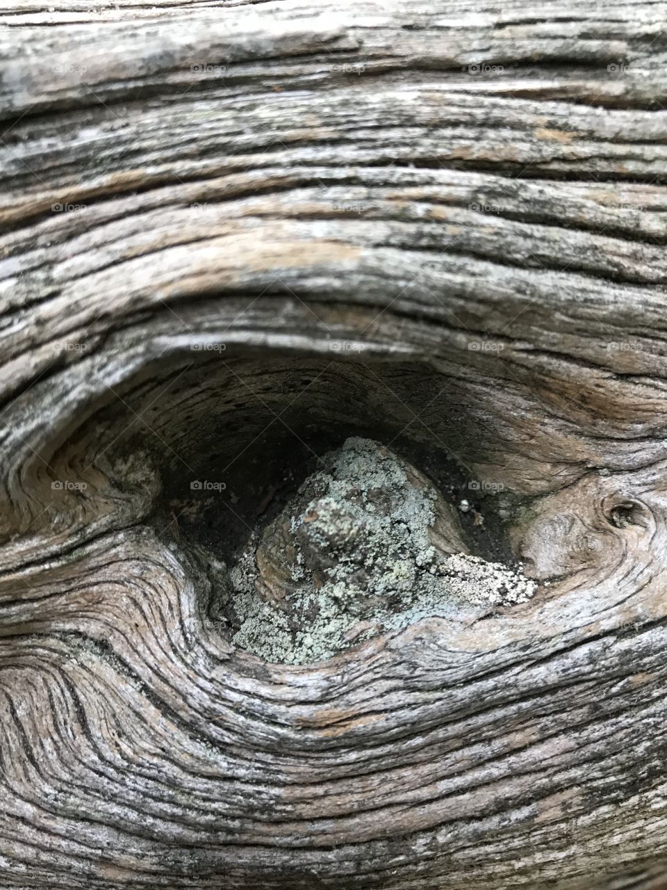 Close up of an “eye” in a old tree
