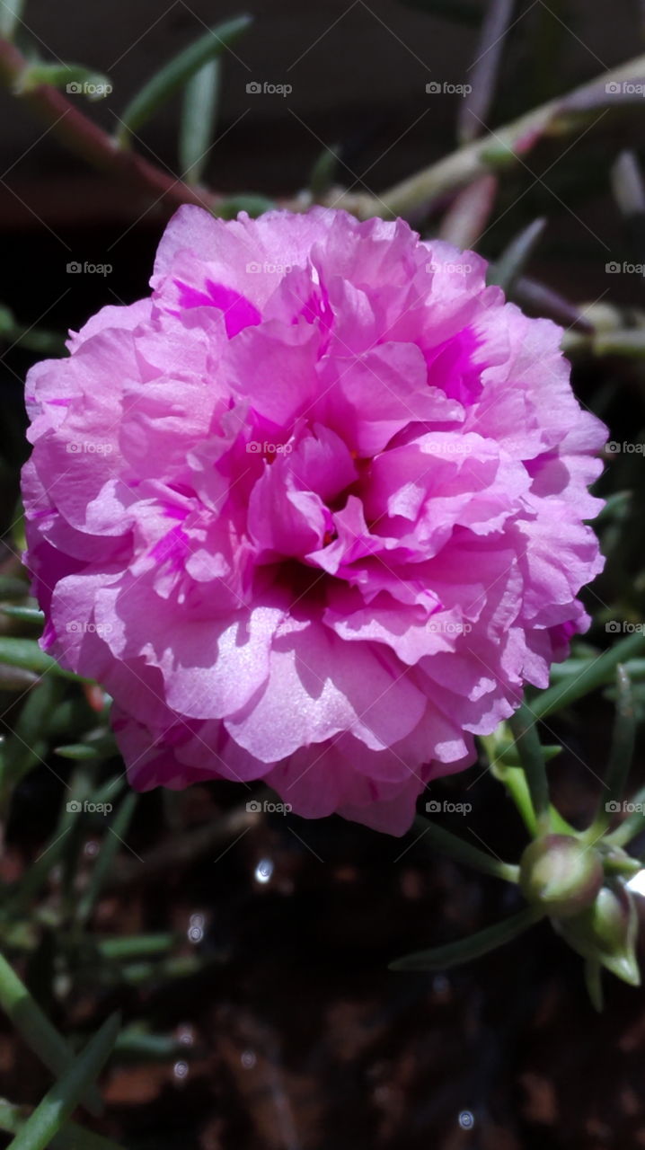 Pink table rose