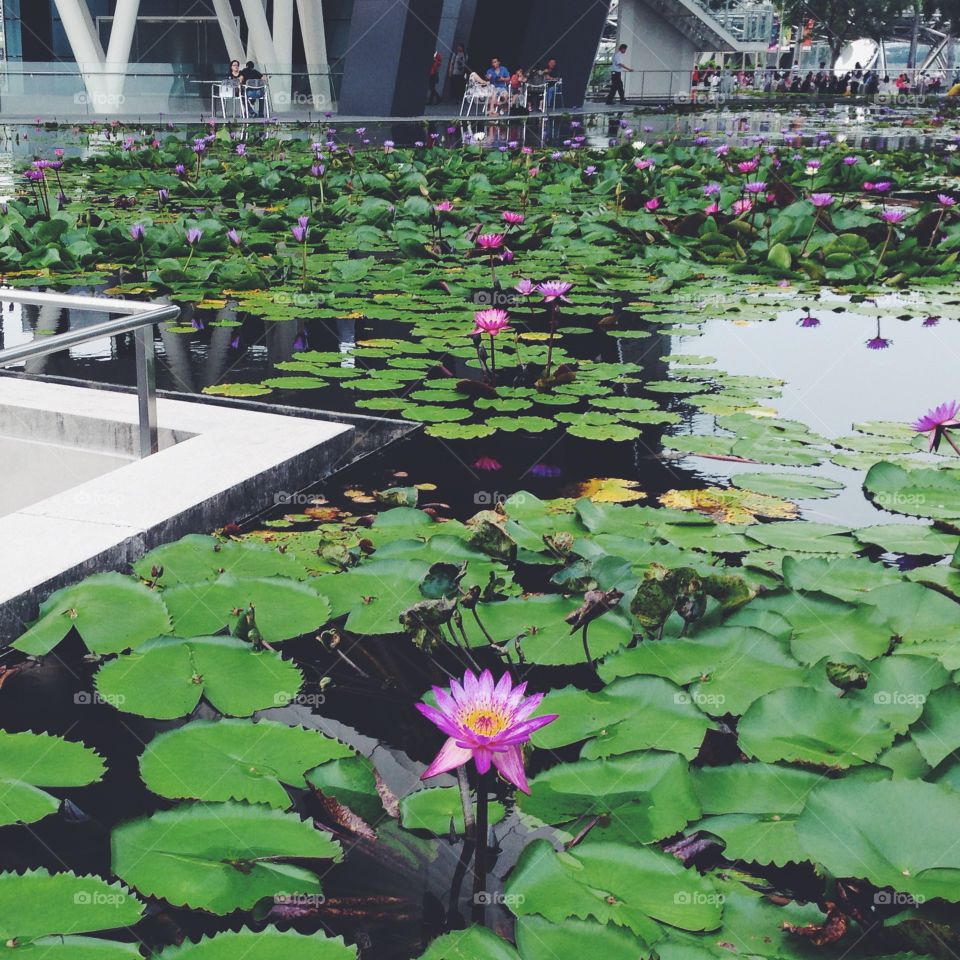 The lily pond outside the ArtScience Museum in Singapore.
