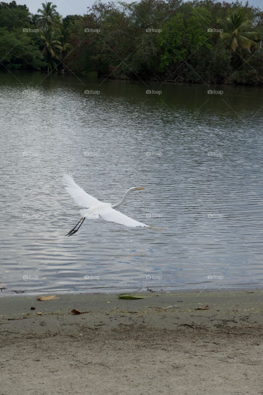 Heron gliding over the water