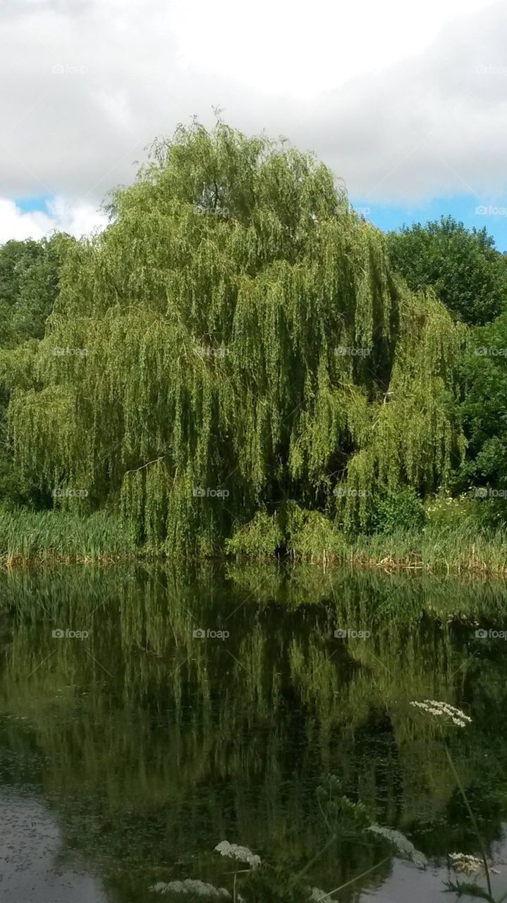 Weeping willow tree over a pond in the countryside with reflections on the water and woodland