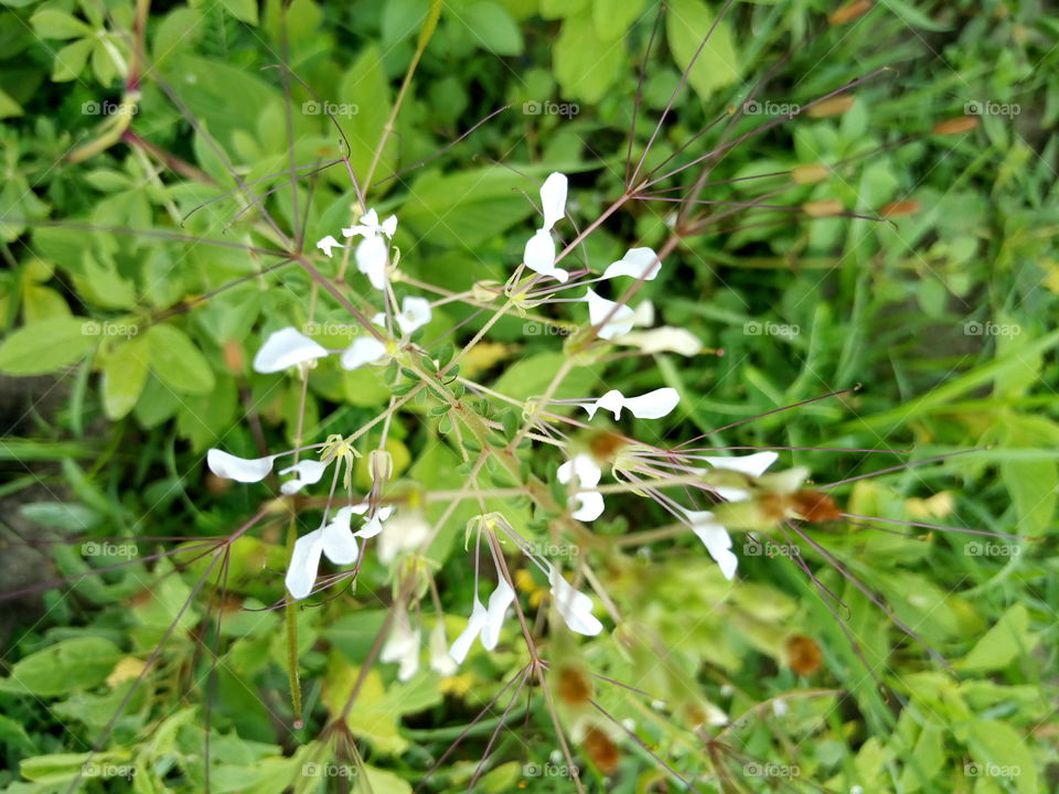 Cleome Gynandra plant