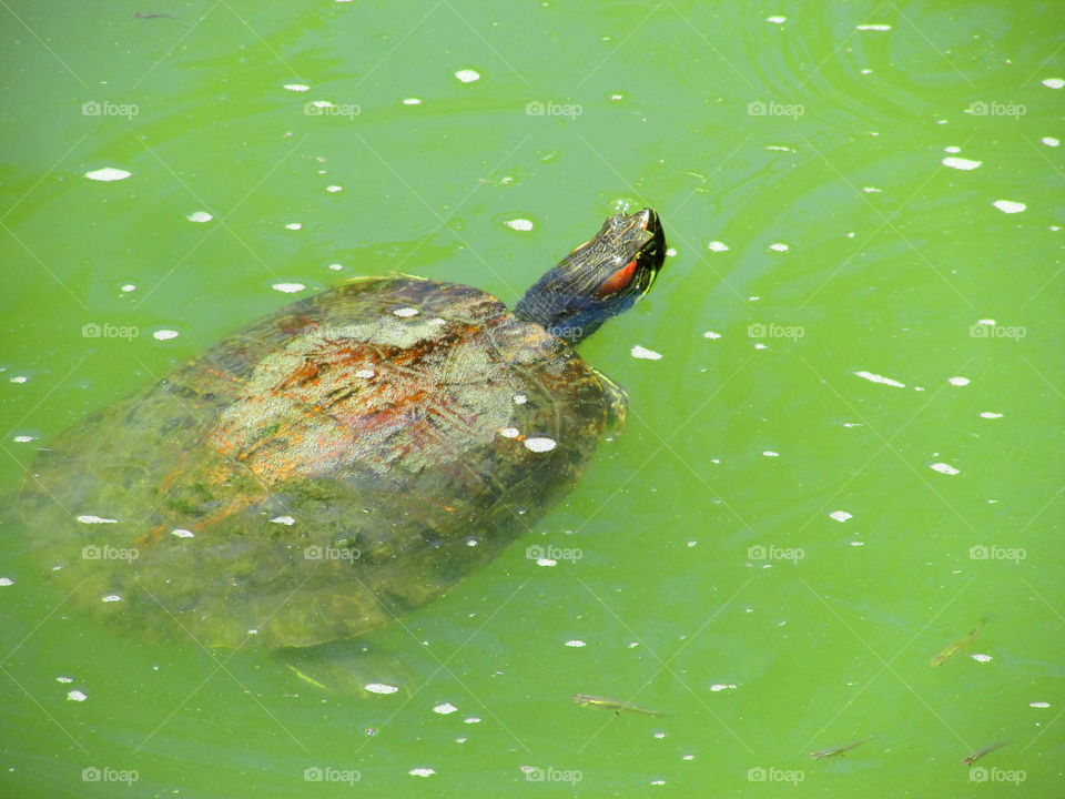 turtle
