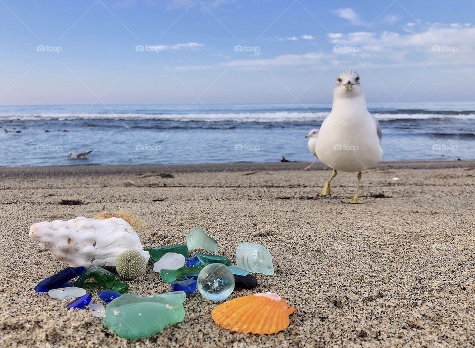 Seagull with his Collection of Sea Shells and Beach Glass! My hobby is collecting beach, Sea Glass and Shells along with my friends the seagulls. I love to photograph them with their treasures in their own environment.