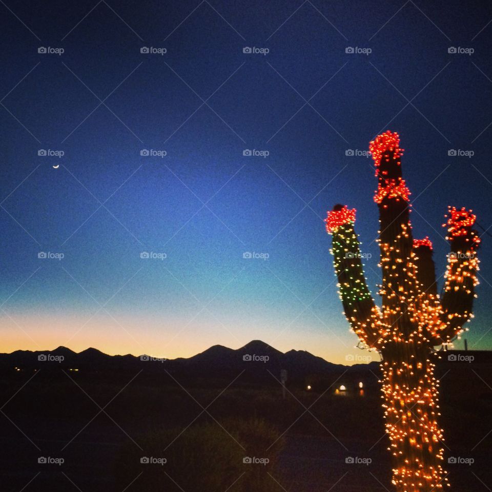 Desert Christmas . A saguaro cactus decorated for the holidays with Christmas lights in Fountain Hills, Arizona 