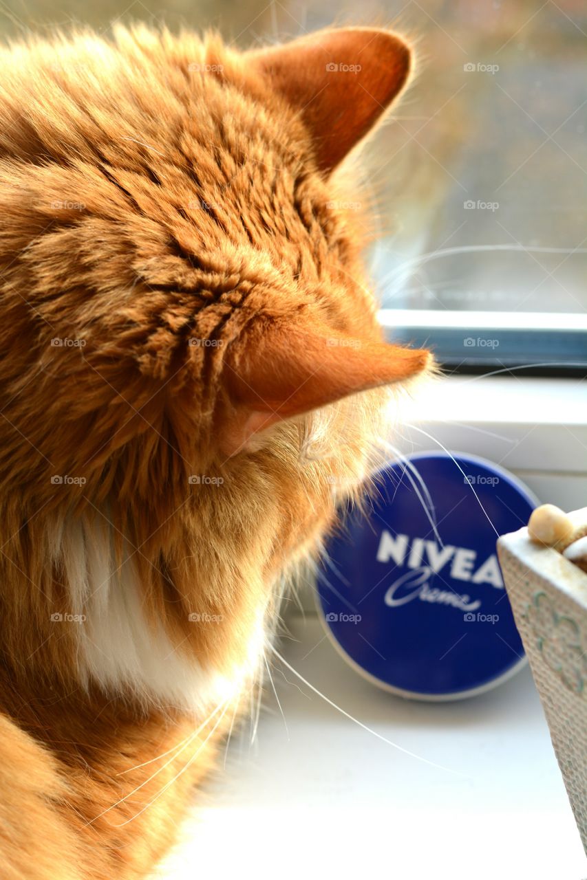 cat&nivea