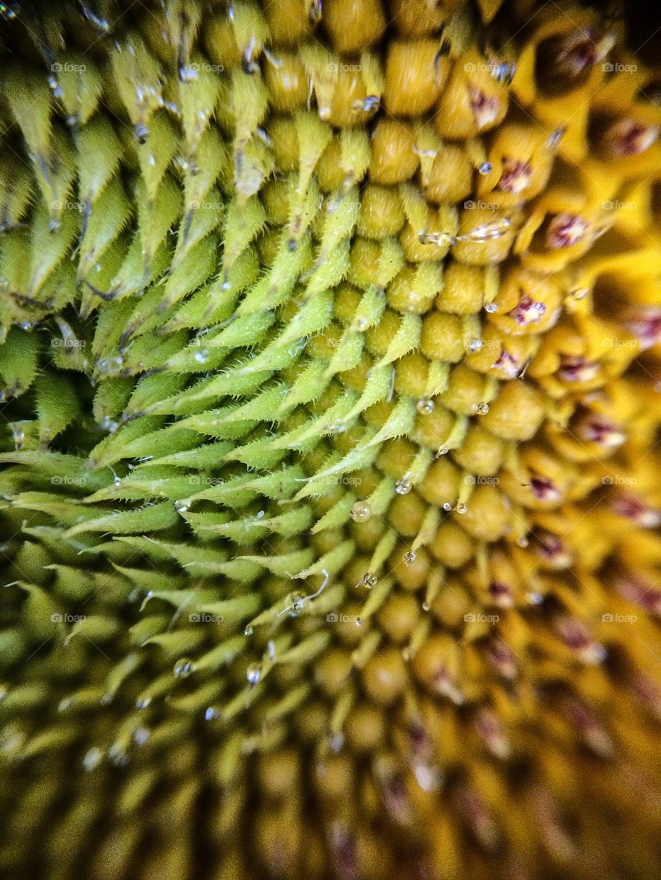 Macro of a sunflower 