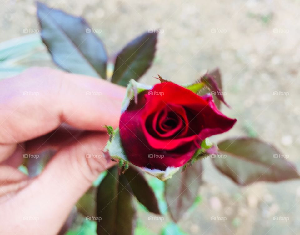 Loving Red Rose