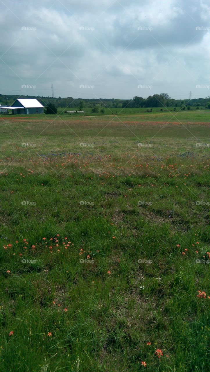 Landscape, Cropland, Agriculture, No Person, Grass