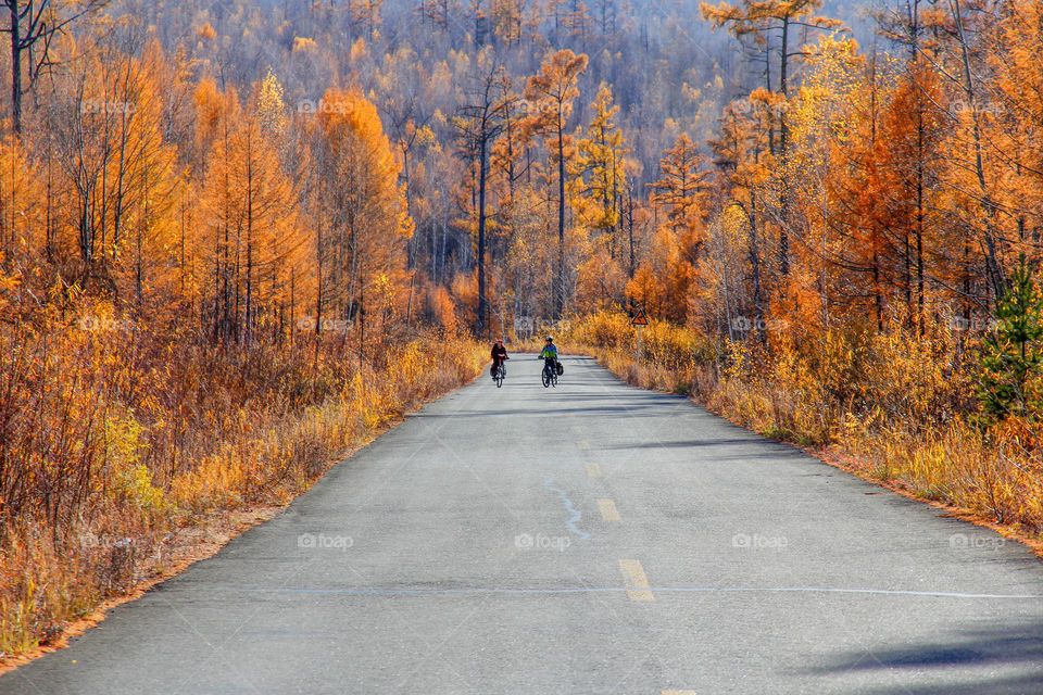 Two people riding bicycles between the yellow trees