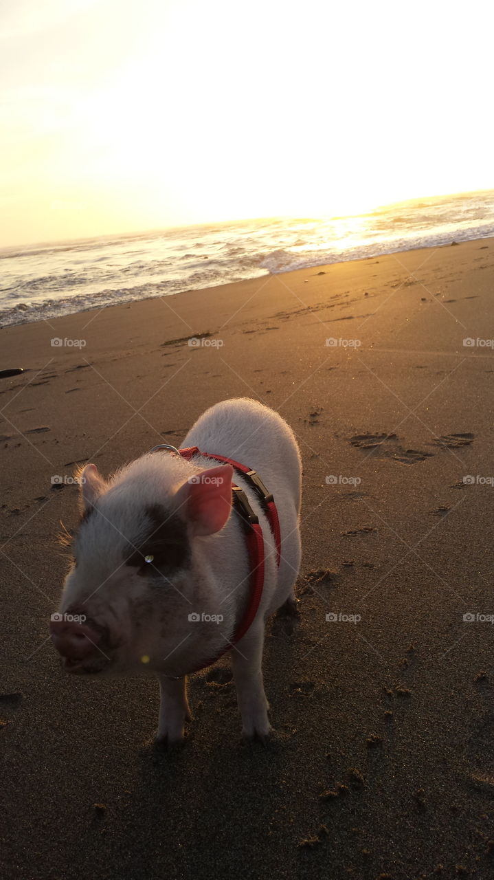 Beach, Sand, No Person, Dog, Sea