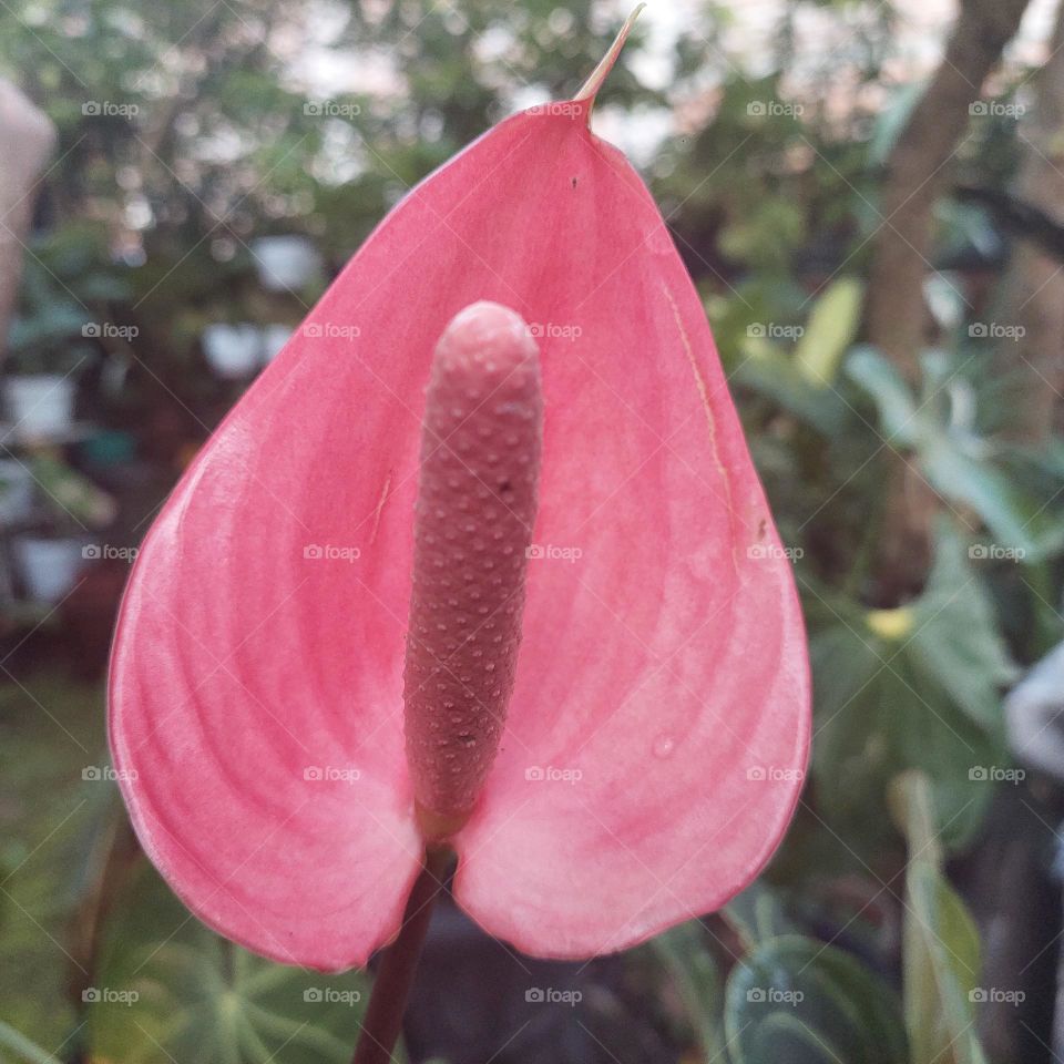 Peace lily (Spathiphyllum wallisii) is a species of ornamental flowering plant that comes from the Araceae family